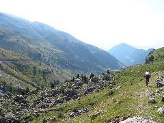 Pineta1