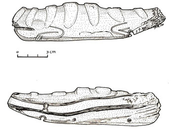 Fragmento de caracol Strombus trabajado con forma de lagarto. (Dibujo Paulino Morales)