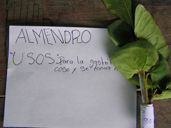 Detalle de la exposición tras el Taller de plantas medicinales en Petén (Foto Mª Luisa Vázquez de Ágredos).
