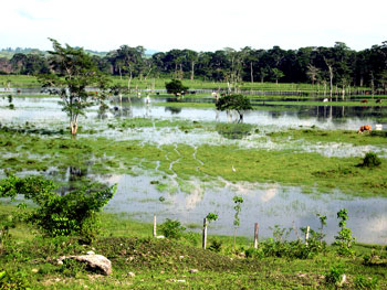 Paisaje de campos inundados en la cuenca del río Mopán, a escasa distancia de las ruinas arqueológicas (Foto Gaspar Muñoz)