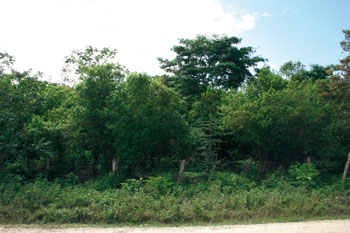 Arbustos y vegetación herbácea del Guamil Bajo (C). (Foto Mario Lara)