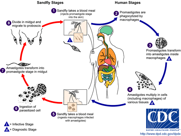 Life cycle of Leishmania spp.
