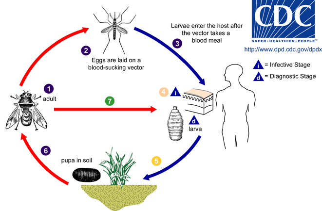 Life cycle of myiasis-causing flies