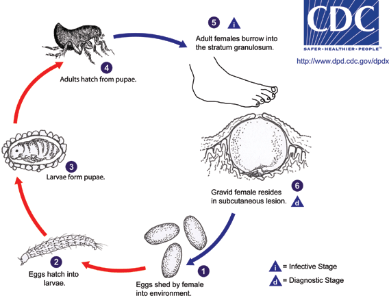 Life Cycle of Tunga penetrans