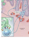 Una vez estos linfocitos entran en la circulación pueden migrar hacia las áreas de inflamación cutánea 