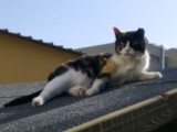 fotos/ADOPCIONES/Hembras/DELIA/Delia2.jpg