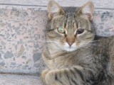 fotos/ADOPCIONES/Machos/NESS/ness1.JPG