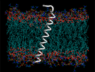 Grupo de Proteínas de membrana