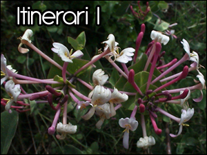 Itinerari I