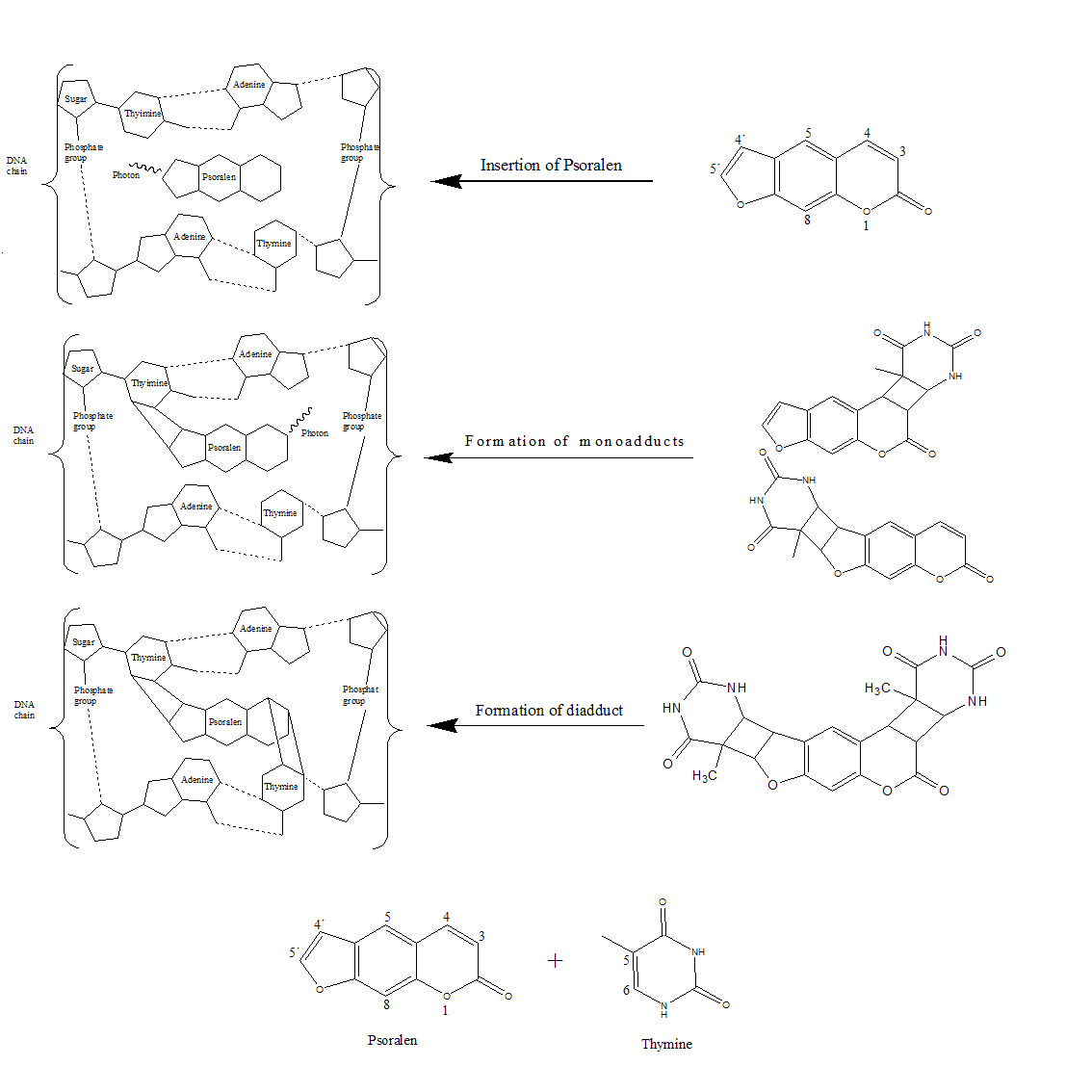 Photocycloaddition mechanism