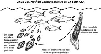 Cicle del paràsit 'Zeuxapta seriolae' en la serviola.