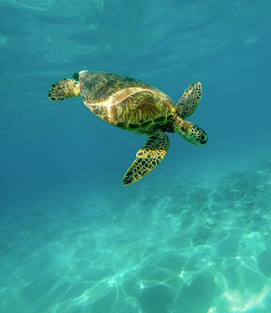 Megafauna marina