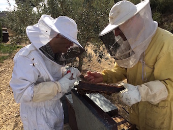 Joel González-Cabrera in a bee farm, picking up samples of the mite in parasitical hives.