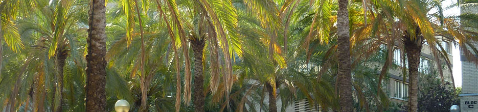 Imatge palmeres Campus Burjassot. 