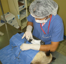 Imagen de archivo de un tratamiento veterinario.