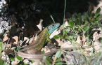 Macho del lagarto ibérico endémico Lacerta schreiberi. Guillem Pérez i de Lanuza