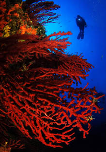 'Paramuricea clavata' (gorgonia roja). Fotografía: Javier Gascón.