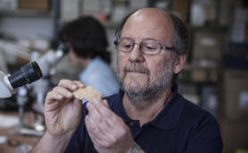 The University of Valencia found three new remains of Neanderthals in the “Cova Negra” of Xàtiva