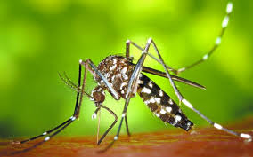 mosquit tigre