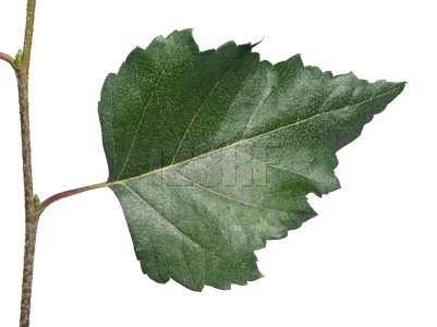 fitoterapia hoja de abedul