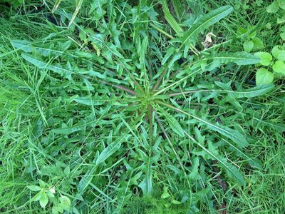 achicoria plantas medicinales