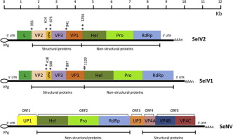 Iflaviruses