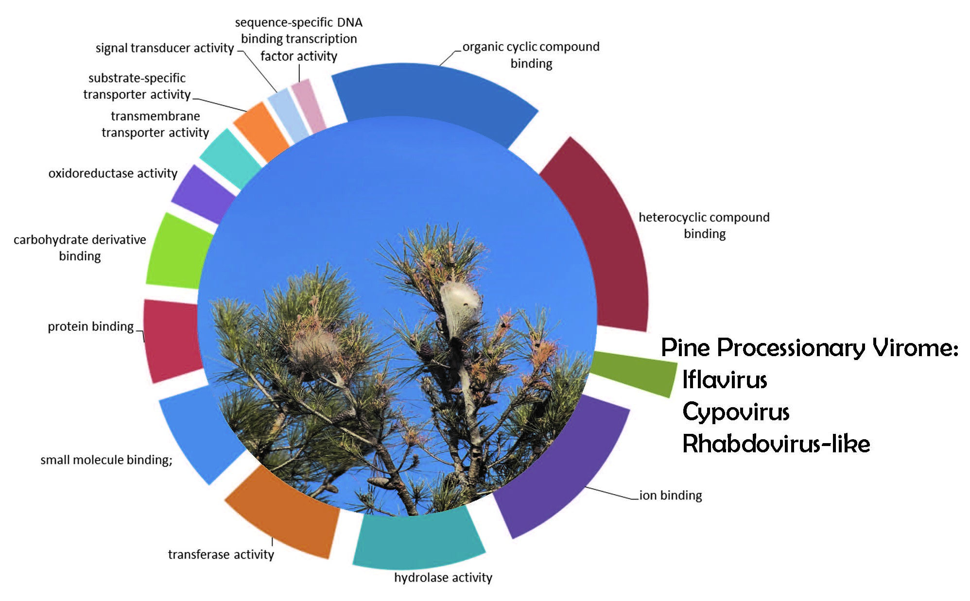 pine_process