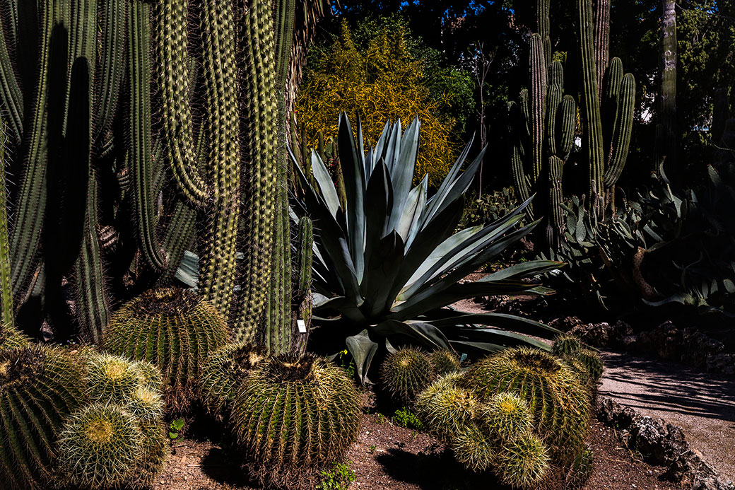 Cactus i piteres. Desert