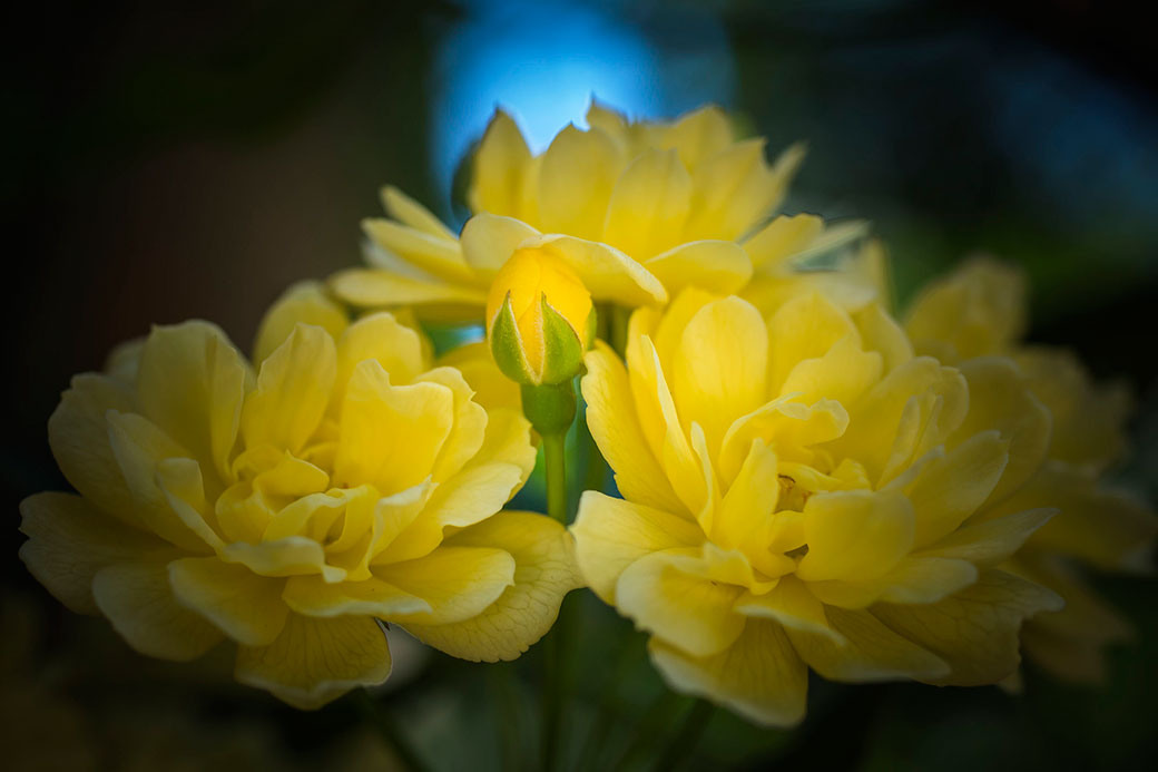 Rosa “La Sevillana” (zona de rosers).