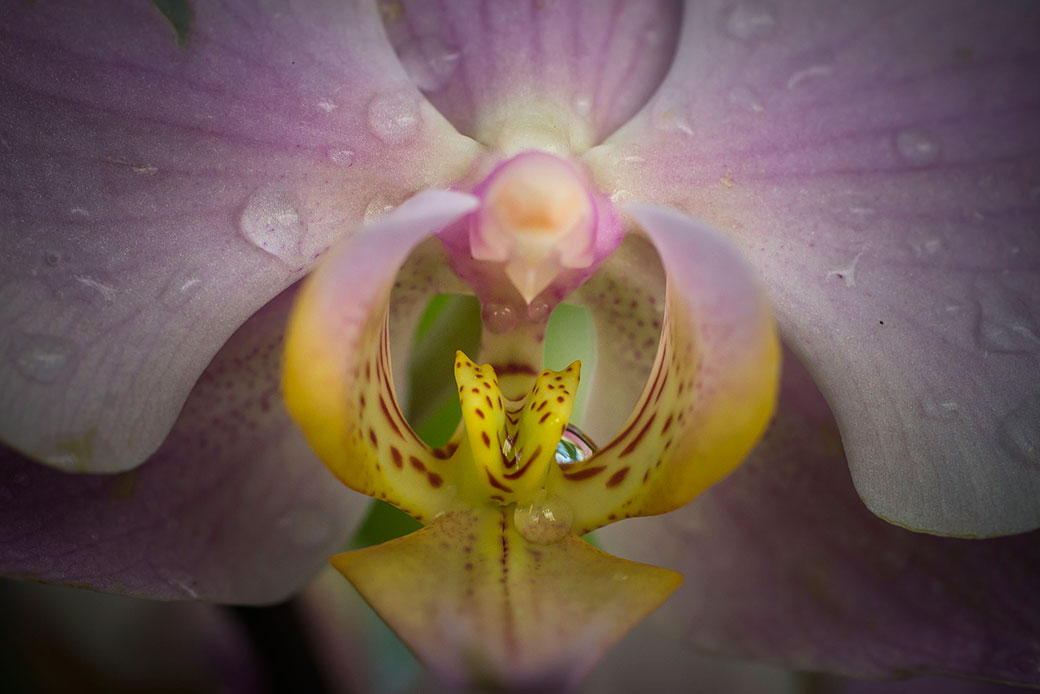 Flor de Phalaenopsis (hivernacle d’orquídies).