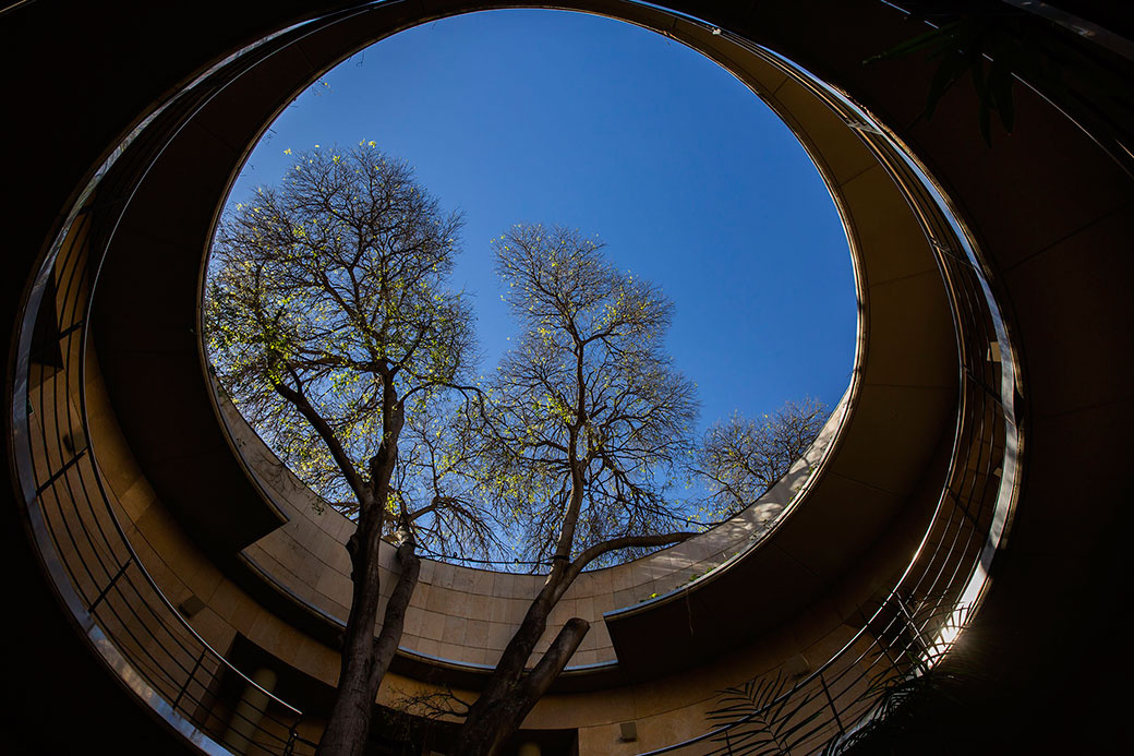 Edifici d’Investigació del Jardí Botànic. Celtis australis.