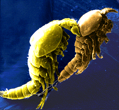 MONOCULUS Copepod Newsletter - World Association of