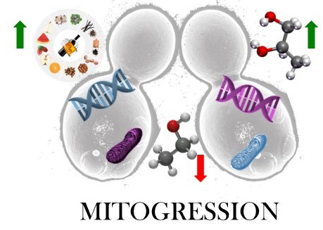 Mitogression