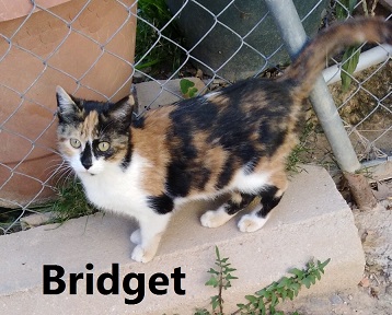 bridgetWEB.jpg bridgetWEB.jpg