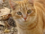 Pipi1.JPG