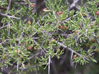 Rhamnus lycioides