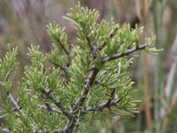 Rhamnus lycioides