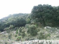 Carrascal con Quercus faginea aislados