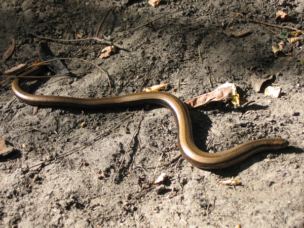 anguis_fragilis.png