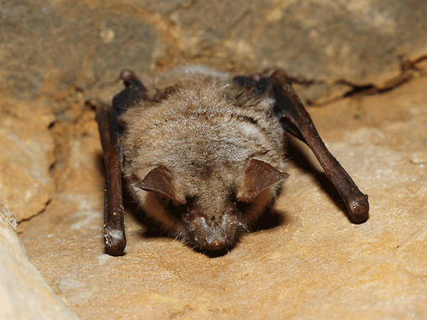 myotis_myotis.png