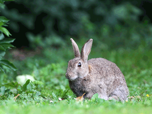 oryctolagus_cuniculus.png