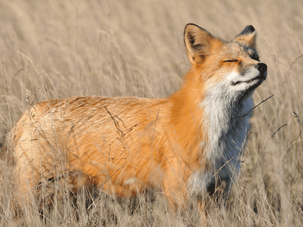 vulpes_vulpes.png