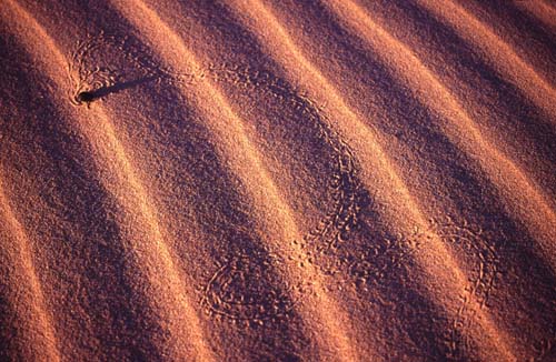 Escarabajo en dunas 1