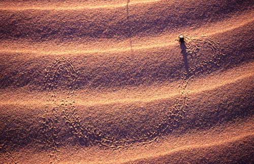 Escarabajo en dunas 2