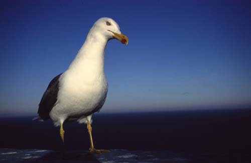 Gaviota Patiamarilla 5