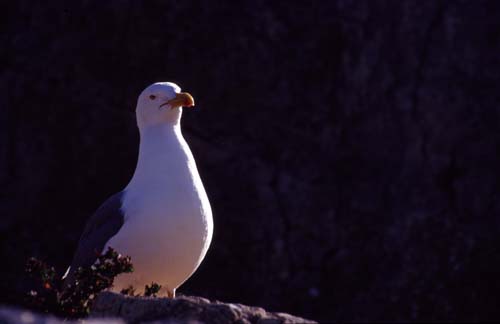 Gaviota patiamarilla 4