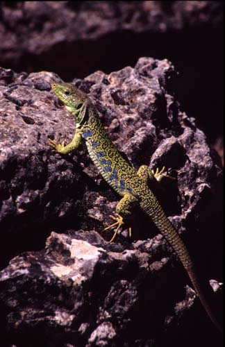 Lagarto Ocelado 1
