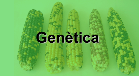 Vídeos autoexplicatius de problemes de genètica