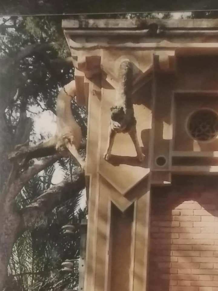 Una gárgola en el alero