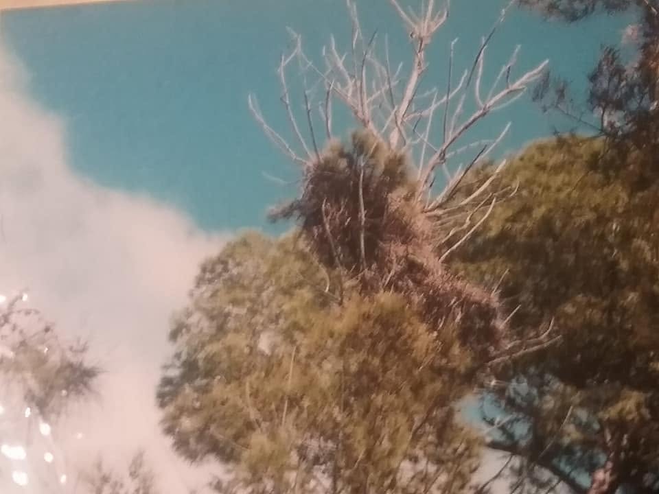 Las copas de los árboles del jardín